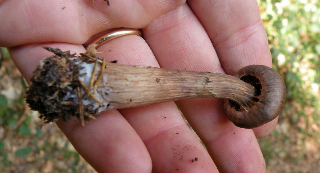Cortinarius brunneus?